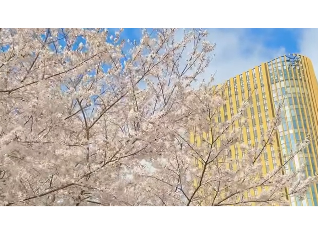 2026年度八王子キャンパス新入生向け情報サイト （現在準備中です）の画像